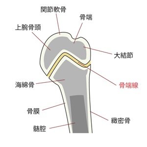 上腕骨骨端線.jpg