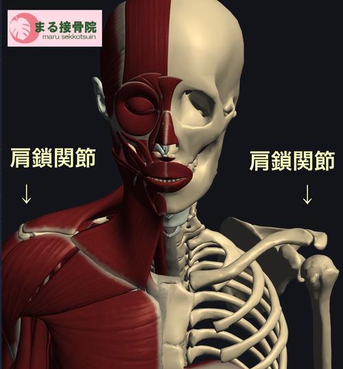 肩鎖関節.JPG