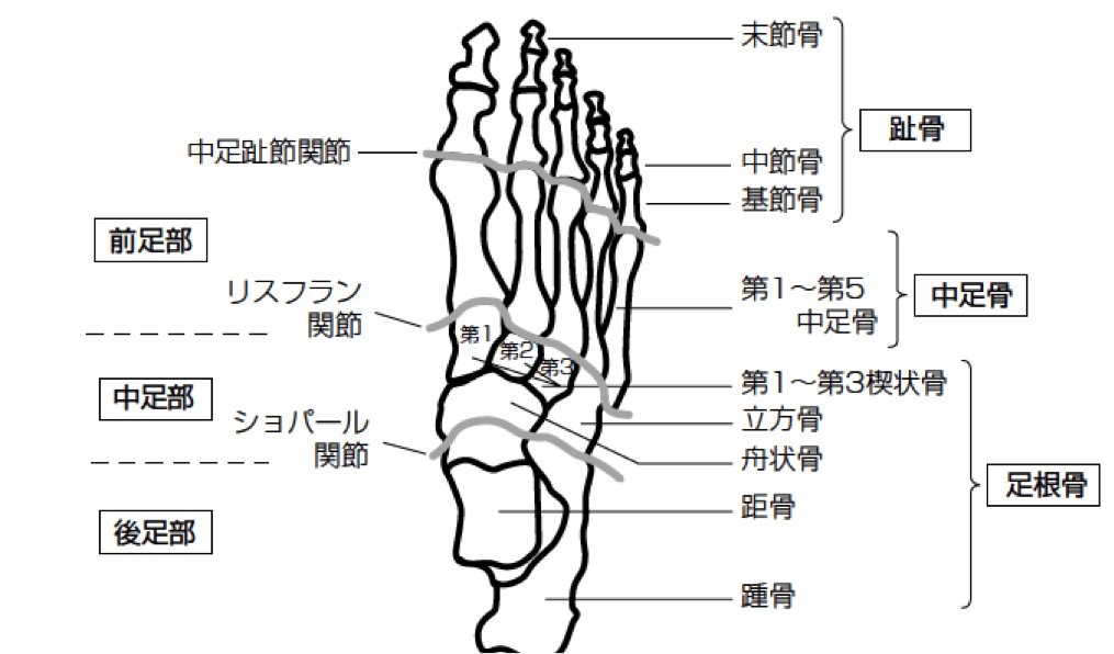 リスフラン関節.jpg