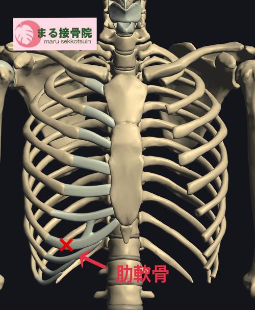 肋軟骨.JPG