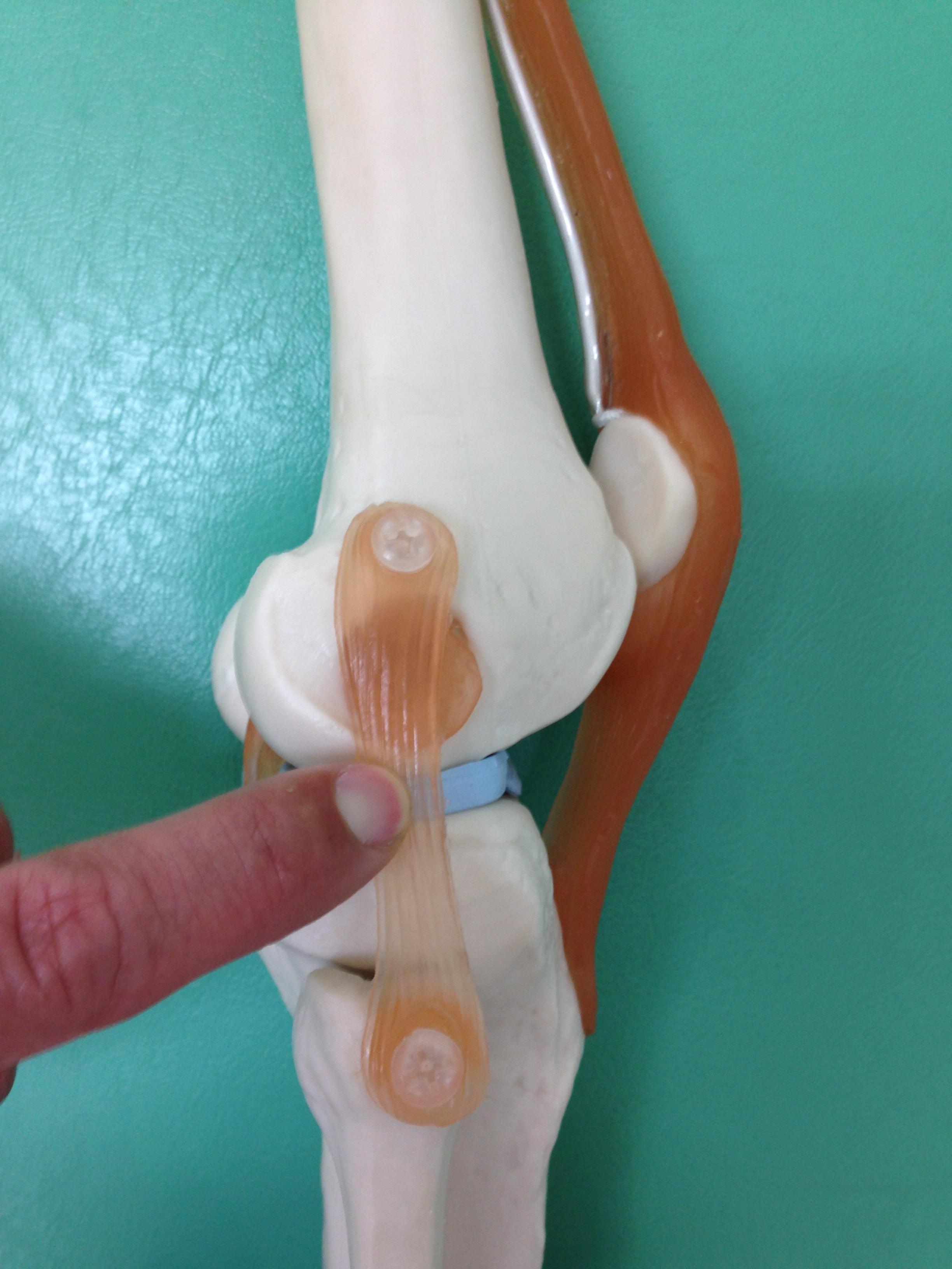 膝の外側の靭帯のケガ