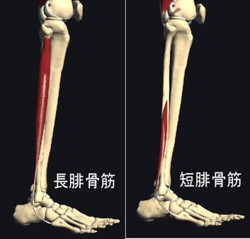 足の外くるぶしの後ろが痛い 腓骨筋腱炎 更新情報 まる接骨院