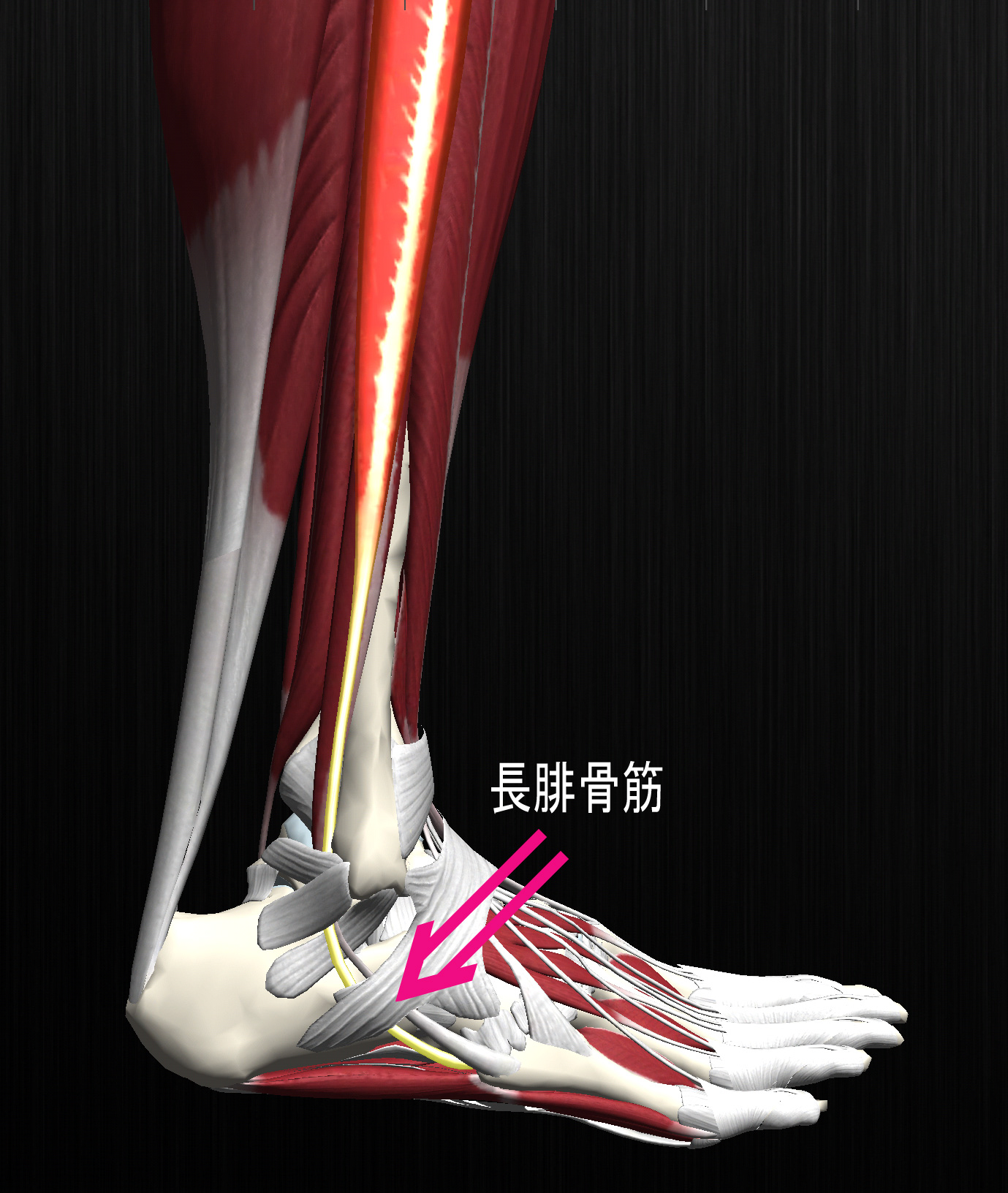 足の外くるぶしの後が痛い 腓骨筋腱炎 更新情報 まる接骨院