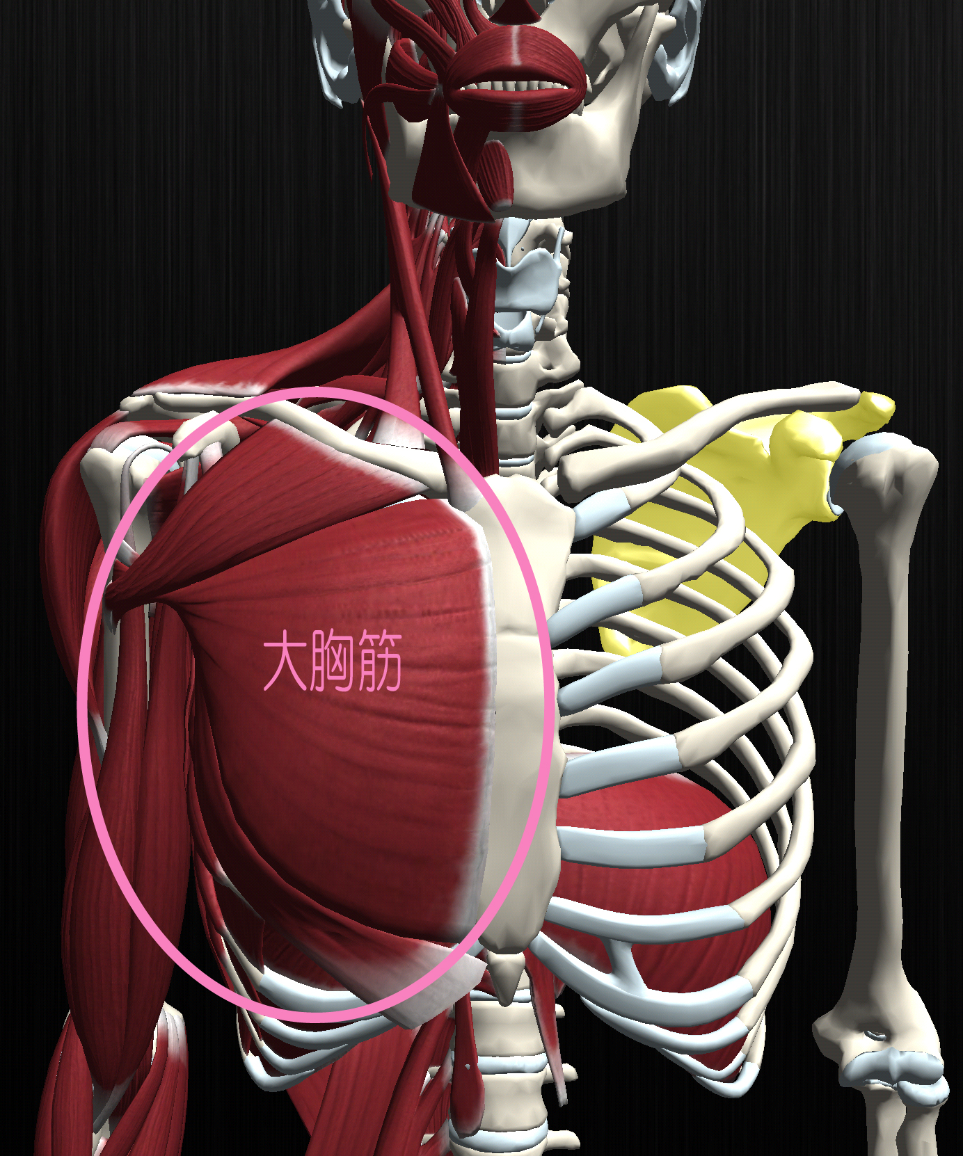 胸の筋肉の痛み 大胸筋の肉離れ 更新情報 まる接骨院